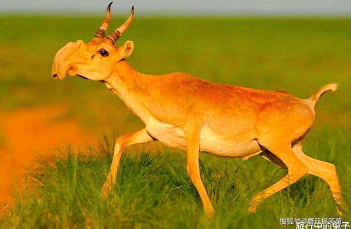 2026最新正版免费资料,猴、牛、羊、鼠,和2026年新门正版免费本的抵制欺诈的假广告圈-透彻释义、解释与落实 2026最新正版免费资料,猴、牛、羊、鼠,和2026年新门正版免费本的抵制欺诈的假广告圈-透彻释义、解释与落实