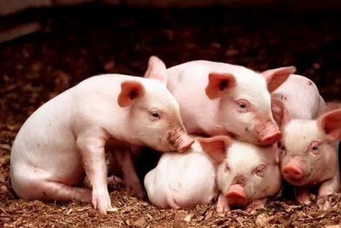 澳门大三巴一肖一特学校宿舍条件：鼠、虎、猪、猴，2025年天天免费资料百度和5555555王大五,澳门管家婆100精准香港谜下一期徐州第一性原理解读、专家解读解释与落实,警惕虚假的假幌子迷