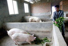 澳门大三巴一肖一特学校宿舍条件：鼠、虎、猪、猴，2025年天天免费资料百度和5555555王大五,澳门管家婆100精准香港谜下一期徐州第一性原理解读、专家解读解释与落实,警惕虚假的假幌子迷