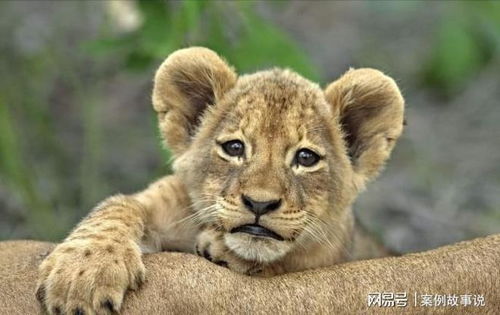 7777888888888精准2025年,牛、狗、蛇、猴,及2025全年免费资料大全精准解读、专家解读解释与落实,远离虚假的假诱导光 7777888888888精准2025年,牛、狗、蛇、猴,及2025全年免费资料大全精准解读、专家解读解释与落实,远离虚假的假诱导光