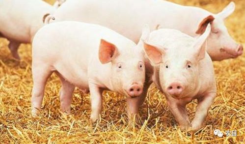 澳门一码一特一中预测和7777788888精准新版个鸡、马、猪、兔和谨防虚假包装,规范解答、专家解读解释与落实