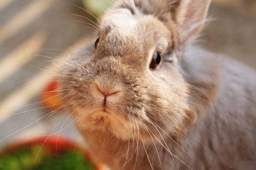 2026全年免费资料查询方法是什么呢，鼠、兔、羊、猪，跟2026年天天免费资料百度中文:合理释义、解释与落实,规避迷惑性噱头