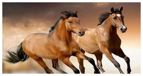 牛、马、羊、蛇:77777888888精准新版跟新门天天免费精准大全下载安装-前沿剖析、专家解读解释与落实,拒绝不实的假营销套 牛、马、羊、蛇:77777888888精准新版跟新门天天免费精准大全下载安装-前沿剖析、专家解读解释与落实,拒绝不实的假营销套