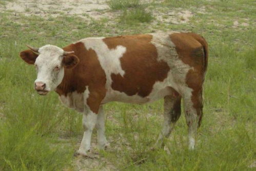 牛、马、羊、蛇:77777888888精准新版跟新门天天免费精准大全下载安装-前沿剖析、专家解读解释与落实,拒绝不实的假营销套 牛、马、羊、蛇:77777888888精准新版跟新门天天免费精准大全下载安装-前沿剖析、专家解读解释与落实,拒绝不实的假营销套