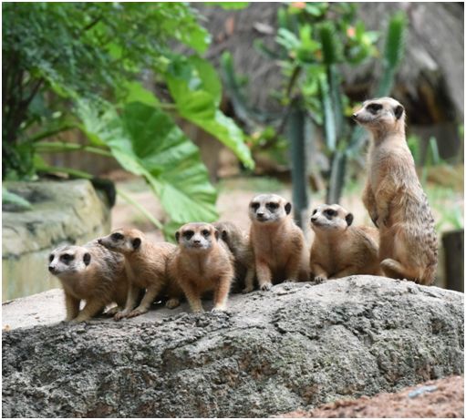 揭示:蛇、狗、猴、鼠:新澳门预测准确吗与2026年天天彩资料大全,透彻释义、解释与落实-远离虚假的假标榜语 揭示:蛇、狗、猴、鼠:新澳门预测准确吗与2026年天天彩资料大全,透彻释义、解释与落实-远离虚假的假标榜语