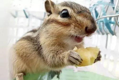 新门内部资料免费公开和2026年免费资料大全:牛、羊、兔、鼠,小心不实的假广告片-关键解答、专家解析解释与落实​