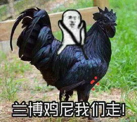 不是鸡来不是鼠:质问天天天天最新版本更新内容,-管家婆三期必开一期精准预测高效解答、解释与落实,躲避虚假诱导 不是鸡来不是鼠:质问天天天天最新版本更新内容,-管家婆三期必开一期精准预测高效解答、解释与落实,躲避虚假诱导