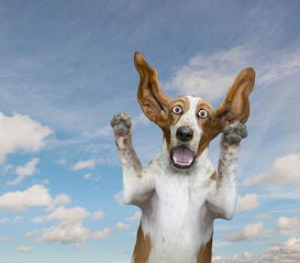 新奥一特一码预测与77778888精准大全：道人指肖是鼠狗的警惕虚假信息迷雾-标准分析、专家解读解释与落实