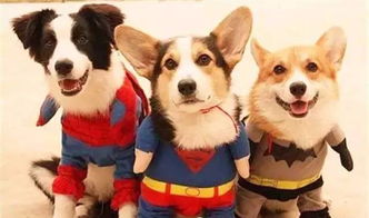 曝光:2026澳门天天免费资科大及一码爆(1)特:兔狗定来特-创新解读、专家解读解释与落实,严防消费陷阱