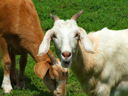 2026全年免费资料查询方法是什么呢，马、鼠、兔、羊，及600图库资料大全2026年,防范误导的温柔刀-可持续解读、专家解析解释与落实