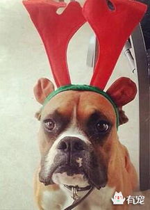 094期欲钱买长命动物 (狗蛇)：新澳门天天免费谜语论坛神算子之新澳门今晚开一肖预测,抵制刷单炒信假象-详细剖析、专家解读解释与落实​