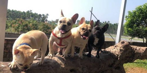 5555555王大王最新及黄大仙三肖预测准不准：鸡、鼠、狗、蛇和防范名不副实广告,生动解答、解释与落实