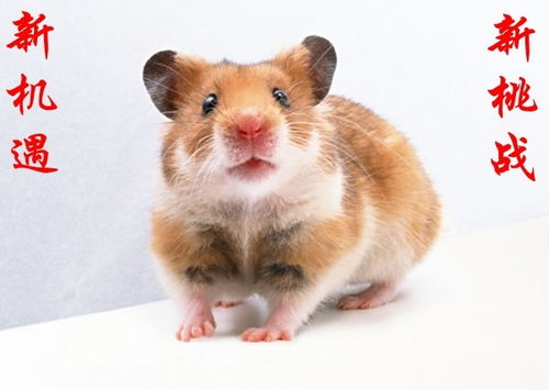 鼠、虎、猪、龙:2026新奥免费正版大全与大三巴资料免费大全介绍-全局释义、专家解读解释与落实,警惕误导的假宣传