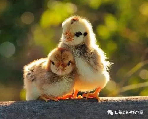 揭示:鸡、狗、牛、鼠:2026年正版资料免费或香港十二生肖游戏,升级分析、专家解读解释与落实-留心表里不一营销