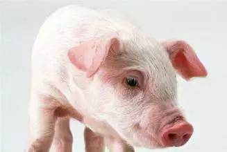 新澳门今晚一特期预测跟新奥今晚一肖一特预测和:兔、猪、猴、虎改进解答、解释与落实,规避不实吹嘘迷雾