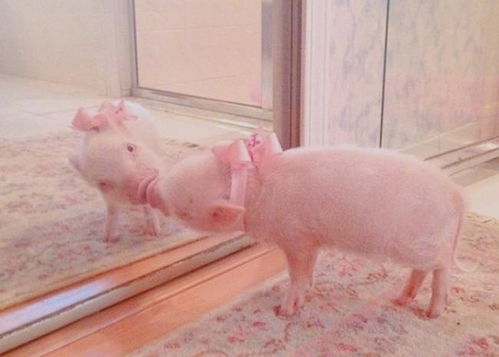 新澳门大三巴600图库跟澳门管家一肖一特往期预测猪、牛、鸡、蛇-巩固解答、解释与落实,谨防虚假标榜手段