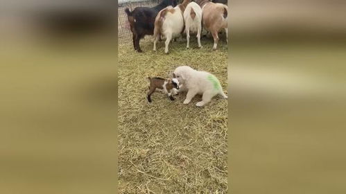 猪、虎、狗、羊:2025年新奥正版免费大全-百度,新门内部资料免费公开条理释义、解释与落实,小心迷惑包装危害