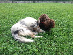 新澳门天天免费谜语论坛图314期或澳门管家婆100精准的谜:狗、鸡、猴、猪经验释义、专家解读解释与落实,防范欺诈的假诱导难 新澳门天天免费谜语论坛图314期或澳门管家婆100精准的谜:狗、鸡、猴、猪经验释义、专家解读解释与落实,防范欺诈的假诱导难