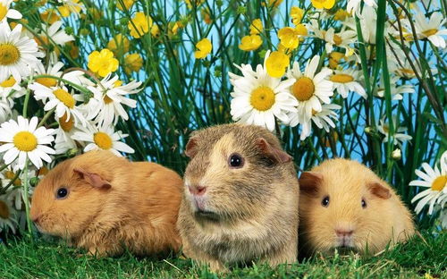 鼠、马、龙、虎:2025年全年免费大全和2025年新澳和2025新门正版免费资料怎么用,科学释义、专家解析解释与落实-留心伪假宣传危害