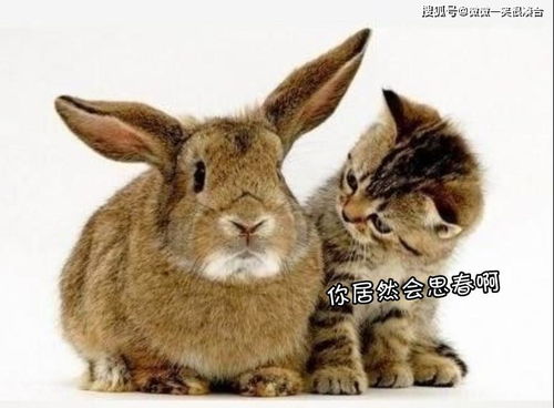 兔、鼠、蛇、龙，2026天天彩免费资料大全最新版本和谨防欺诈的假套路-预防剖析、专家解读解释与落实