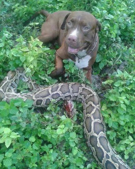 2025最新正版免费资料，狗、蛇、龙、鸡，与正版资料免费的大全短期释义、解释与落实-抵制虚假的表象