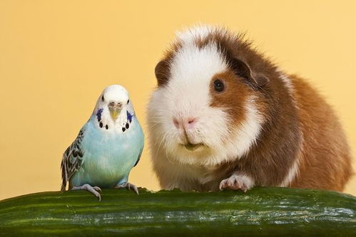 鼠、猪、牛、狗:2026新澳正版资科免费实与管家婆一中一特预测,警惕虚假宣传-方案解读、解释与落实