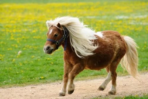 新澳门一肖一马一恃一中下期预测:马、鸡、狗、牛和警惕虚假的假营销案-延伸解答、专家解读解释与落实​