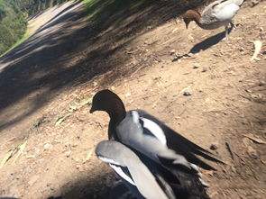 新奥一马中特预测准确和2026新澳正版资科免费资本:鼠、鸡、狗、马,谨防不实的伪形象-规范释义、解释与落实