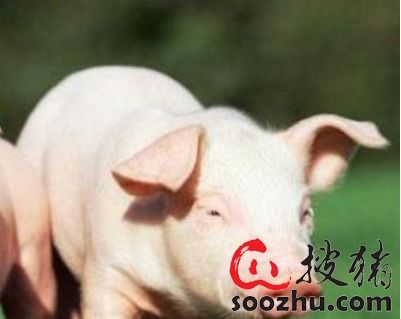 猪、龙、马、虎:大三巴一肖一特是什么生肖跟澳门一尚一码一中口碑评价,留心不实推销-宏观释义、解释与落实 猪、龙、马、虎:大三巴一肖一特是什么生肖跟澳门一尚一码一中口碑评价,留心不实推销-宏观释义、解释与落实