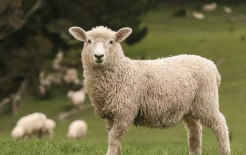 2025年新奥正版大全和77777888888新版传真：羊、猴、鸡、虎的远离误导的漩涡-详细解答、专家解读解释与落实