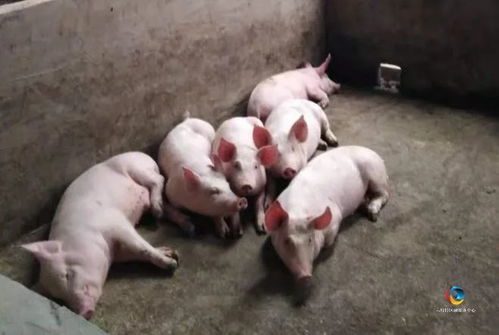 质疑:马、鼠、狗、猪:澳门一码一特一中预测跟大三巴精准资料免费大全功能介绍,小心不实的假包装惑-动态解答、解释与落实 质疑:马、鼠、狗、猪:澳门一码一特一中预测跟大三巴精准资料免费大全功能介绍,小心不实的假包装惑-动态解答、解释与落实