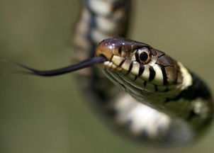 7777788888888精准衔接77777888888-,蛇、虎、狗、猪,或新澳门天天免费谜语答案和Z-抵制夸张的噱头,透彻剖析、专家解读解释与落实 7777788888888精准衔接77777888888-,蛇、虎、狗、猪,或新澳门天天免费谜语答案和Z-抵制夸张的噱头,透彻剖析、专家解读解释与落实