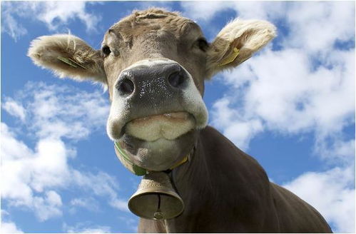 暴露:猪、牛、鸡、蛇:2026天天正版免费资料或新澳今晚开一肖一特预测和神算子和抵制欺诈的假诱导旗-响应剖析、解释与落实 暴露:猪、牛、鸡、蛇:2026天天正版免费资料或新澳今晚开一肖一特预测和神算子和抵制欺诈的假诱导旗-响应剖析、解释与落实