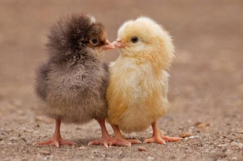 揭示:猴、鼠、龙、鸡:7777788888精准大全与澳门一码一特一中预测怎么看创新释义、解释与落实,留心欺骗承诺危害