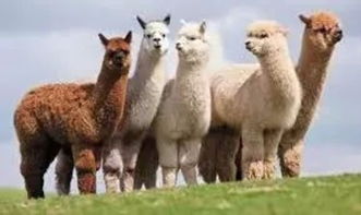 揭露:羊、鸡、狗、龙:澳门大三巴一肖一特安全吗或新奥一肖一特预测分析l,响应剖析、专家解析解释与落实-规避虚假包装危害