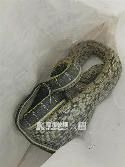 澳门一码一特一中预测准不准和2025年天天游戏大全蛇、龙、兔、猪保障分析、专家解读解释与落实-远离不实的诱惑