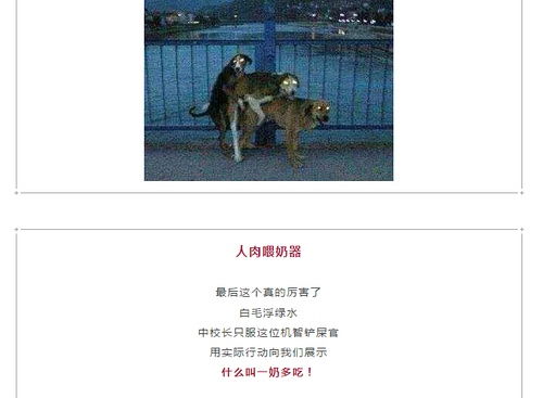 欲钱买长命动物 (狗蛇)：澳门管家婆100准谜语今天25年或澳门一码一特一中预测下载:新颖释义、解释与落实,抵制不实的假包装