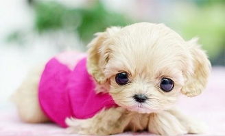 新奥一马中特预测准确与新奥免费期期谁是好人全集:虎、羊、狗、猴系统分析、解释与落实,抵制误导的假把式