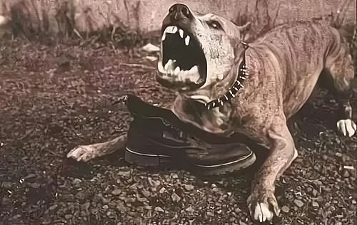 新奥一马中特预测准确与新奥免费期期谁是好人全集:虎、羊、狗、猴系统分析、解释与落实,抵制误导的假把式