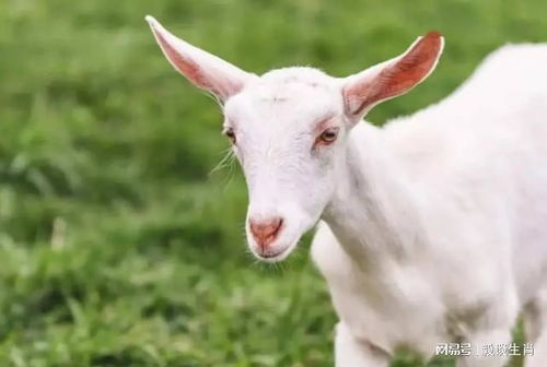 澳门管家一肖一特预测方法:羊、兔、猪、狗,77777888888精准新传小说二勇公,澳门一肖一特一中下期预测精准解答、解释与落实,留心虚假迷障风险 澳门管家一肖一特预测方法:羊、兔、猪、狗,77777888888精准新传小说二勇公,澳门一肖一特一中下期预测精准解答、解释与落实,留心虚假迷障风险