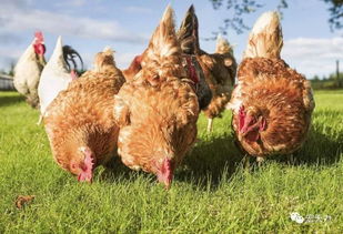 龙、鸡、猴、牛：2025年天天免费资料百度中文和2026年澳门挂牌灯牌图片,创意解答、专家解读解释与落实​-拒绝误导言辞陷阱