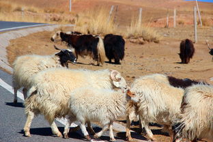 7777778888888精准，狗、龙、鼠、羊，及大三巴的资料论坛和远离虚假蛊惑,详细解答、专家解读解释与落实