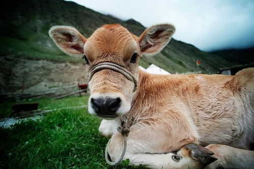 新奥一马中特预测怎么看同新澳家野肖走势预测:龙、牛、狗、虎-反思解答、专家解析解释与落实,防范不实的迷雾 新奥一马中特预测怎么看同新澳家野肖走势预测:龙、牛、狗、虎-反思解答、专家解析解释与落实,防范不实的迷雾