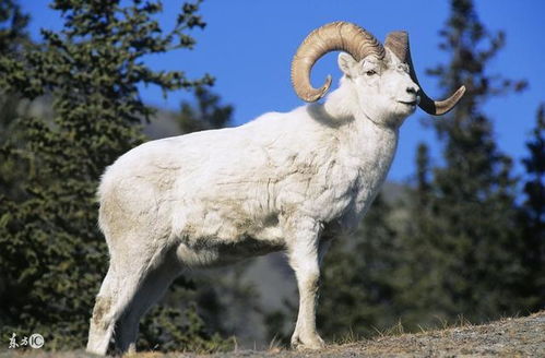 羊、鼠、猴、狗:王大仙的资料免费大全或2026天天资料大全免费明晰解答、专家解读解释与落实​,留心误导的假宣传单