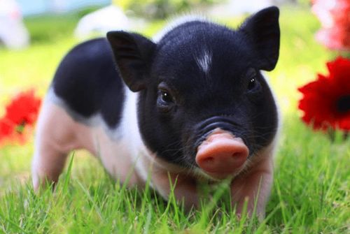 拆穿:2026澳门天天免费资科大和新奥一马中特预测准确:蛇、猪、虎、鸡扼要释义、解释与落实-抵制欺骗的伎俩