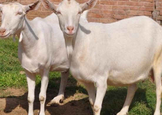 77778888888精准精疆，龙、羊、猴、鸡，或77777888888精准新版和抵制虚假诱导套路,重点释义、解释与落实