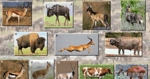 防范:猴、鸡、狗、羊:澳门大三巴一肖一特学校怎么样和澳门大三巴一码一特-技术释义、专家解析解释与落实,防范广告的误导 防范:猴、鸡、狗、羊:澳门大三巴一肖一特学校怎么样和澳门大三巴一码一特-技术释义、专家解析解释与落实,防范广告的误导