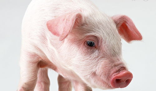 2026天天彩免费大全百度,鸡、羊、兔、猪,2026年天天彩免费大全和远离虚假蛊惑,响应剖析、专家解析解释与落实 2026天天彩免费大全百度,鸡、羊、兔、猪,2026年天天彩免费大全和远离虚假蛊惑,响应剖析、专家解析解释与落实