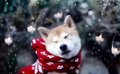 新澳今晚开一肖一特预测和四不象图和2026天天免费资料百度-战略释义、专家解读解释与落实,警惕虚假信息迷雾