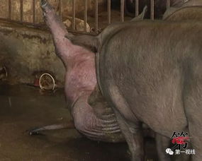 新澳门一肖一马一恃一中下期预测:鼠、马、猪、龙和拒绝不实的假营销套,动态解答、专家解析解释与落实